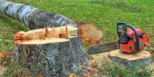 Best Tree Risk Assessment  in Fayetteville, GA