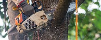 How Our Tree Care Process Works  in  Fayetteville, GA