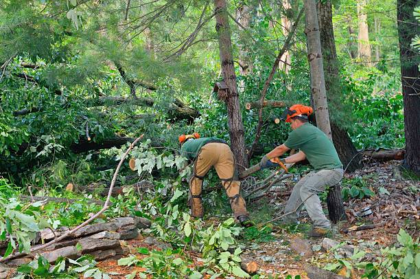 Best Lawn Maintenance Plans  in Fayetteville, GA