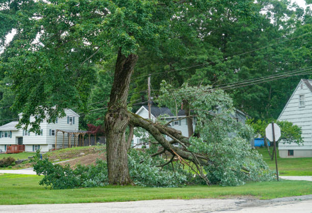 Best Tree Trimming and Pruning  in Fayetteville, GA