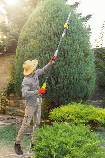 Best Stump Grinding and Removal  in Fayetteville, GA