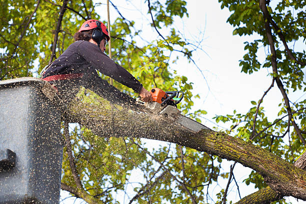Best Storm Damage Tree Cleanup  in Fayetteville, GA