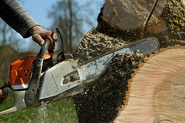 Best Hazardous Tree Removal  in Fayetteville, GA