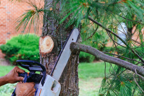 Professional Tree Services in Fayetteville, GA